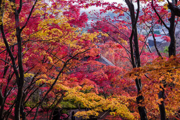 京都嵯峨野の秋風景