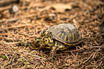 A Box Turtle