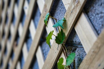 Ivy on Lattice
