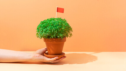 Hand holding Manjerico plant with flag in a pot against abeige background. Traditional Summer...