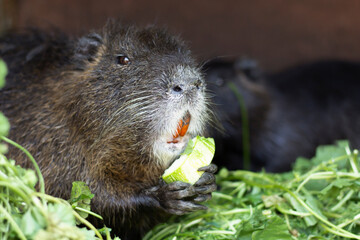   capybara in the grass