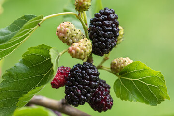 Mulberry berries on the branches. The berries of the mulberry tree. The berries look like scary caterpillars.