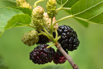 The fruit of black mulberry - mulberry tree.