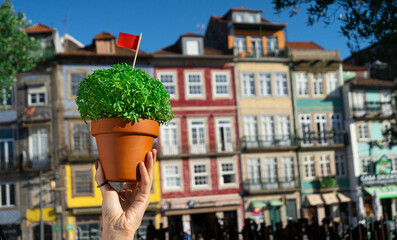 Woman hand with Basil in a pot Manjerico plants on the street. The symbol of the Portuguese...