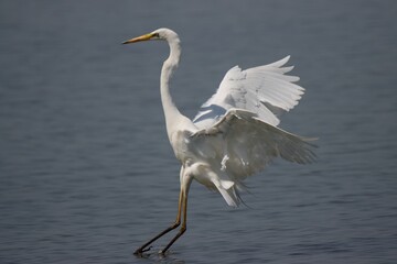 Great white egret in flight