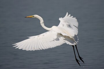 great white egret