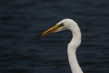 Great egret bird portrait