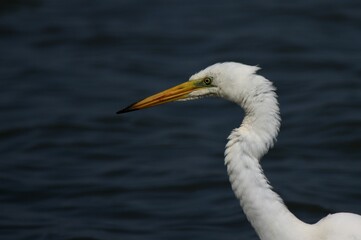 Great egret portrait