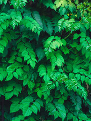green leaves of kampsis - plant background
