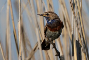 Blue throat song bird watching