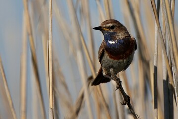 Blue throat song bird
