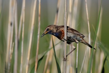 Blue thorat bird