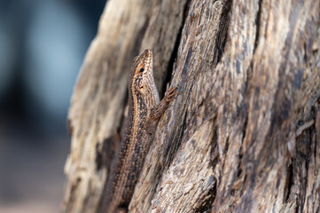 Kalahari tree skink (Trachylepis spilogaster) on a tree