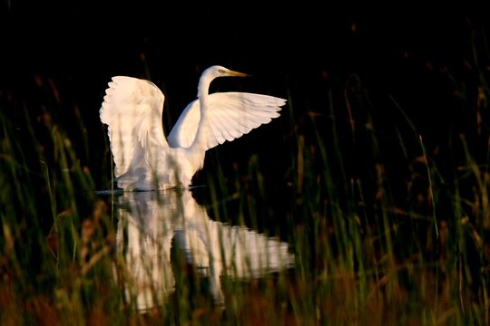 Great egret on the lake