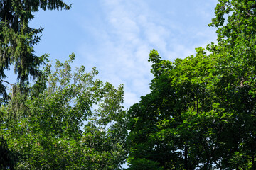 Beautiful natural background