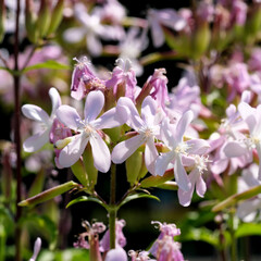 Fototapeta premium Summer pink flowers close-up