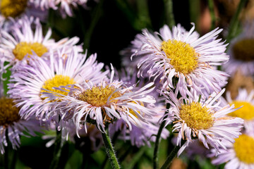 Obraz premium Summer lilac flowers close-up