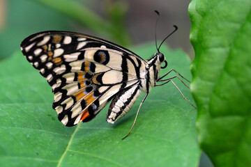 Fototapeta na wymiar Beautiful butterfly close-up