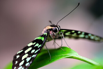 Beautiful butterfly close-up