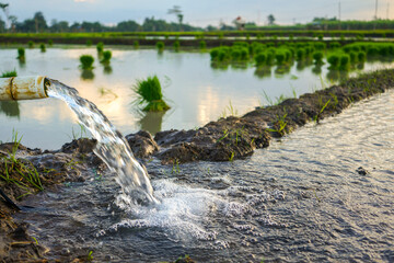 Irrigation of rice fields using pump wells with technique of pumping water from the ground to flow into the rice fields. Outdoor river plant. Bundle of tied rice seeds. Seedling young rice ploughing.