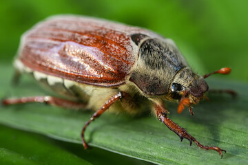Common Cockchafer, Melolontha melolontha Beetle, resting on herb. Wildlife Scene of Nature in Europe.