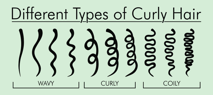 Types of Curly Hair. Kinky vs Coily. Soft, Wavy, Springy, Crimpy, Zig-zag, and Tightly female hairstyle vector illustration.