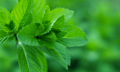 Fresh mint leaves in the garden. mint background,