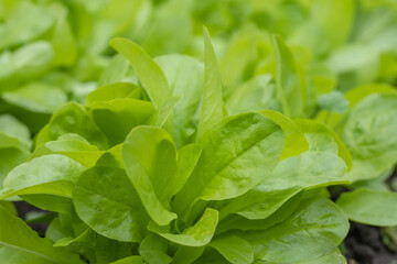 Dutch organic home garden full of lettuce, popular and healthy leafy green plant