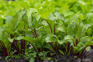 Young fresh beet leaves. Beetroot plants in a row from a close distance