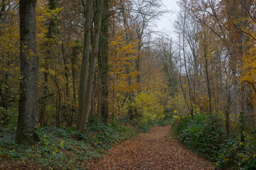 Forest path in autumn