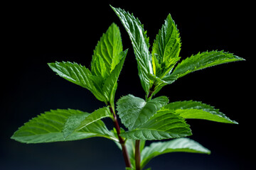 Mint leaf closeup isolated on black background