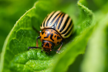 The Colorado potato beetle Leptinotarsa decemlineata is a serious pest of potatoes,