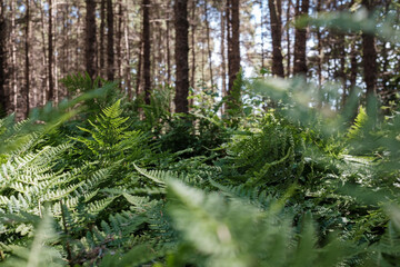 Fern in the forest, against the background of trees.