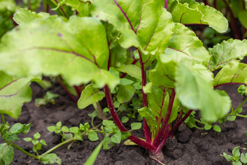 Swiss chard, Beta vulgaris, in the garden