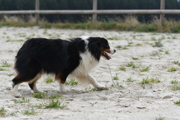 un chien de race berger australien