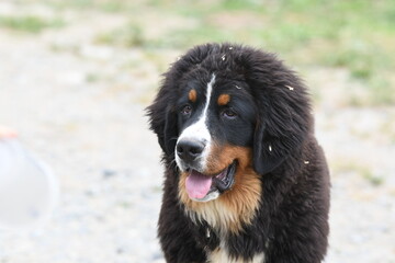 Gros chien de race bouvier bernois