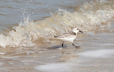 Bird on the beach