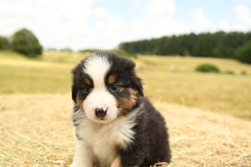 Chiot de race berger australien dans la nature