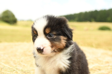 Chiot de race berger australien dans la nature