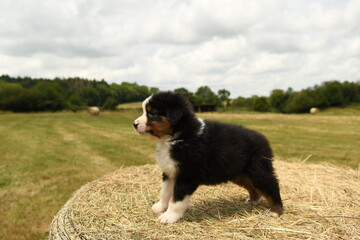 Chiot de race berger australien dans la nature