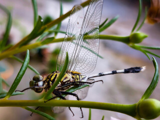 dragonfly on a leaf