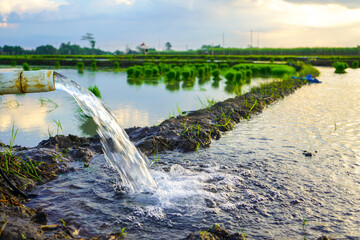 Irrigation of rice fields using pump wells with technique of pumping water from the ground to flow into the rice fields. Outdoor river plant. Bundle of tied rice seeds. Seedling young rice ploughing. - obrazy, fototapety, plakaty