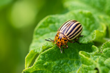Naklejka premium Potato bug on green sheet in garden