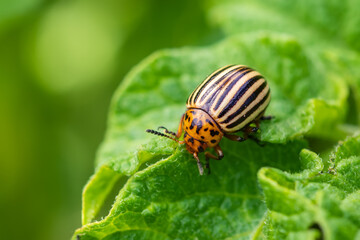 Potato bug on green sheet in garden