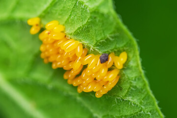 Colorado potato beetle eggs eat potato leaves, Leptinotarsa decemlineata