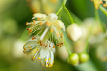 Linden yellow blossom of Tilia cordata tree small-leaved lime, little leaf linden flowers or small-leaved linden bloom,