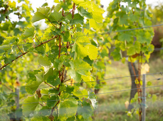 Closeup shot of grapevine, on beautiful sunny day