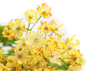 Linden flowers with leaves isolated on a white background, top view. Branch of the flowering linden.