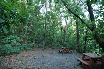 나무, 네이처,공터