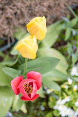 Red and yellow tulips on a bed in the garden